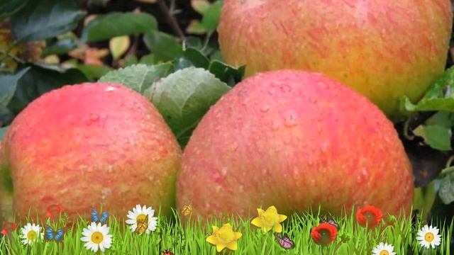 Яблоня обыкновенная Орловское полосатое ? Обзор: посадка и уход. крупномеры: описание и особенности смотреть онлайн