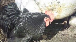 Куры кохинхин карликовый в ЛПХ "Ко-ко-ко"®