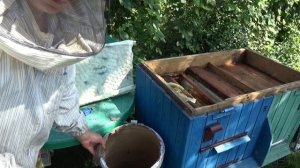 Как поймать пчел? Три роя за вечер. Удачно закрыл сезон роеловства. Пересадка роя из ловушки.