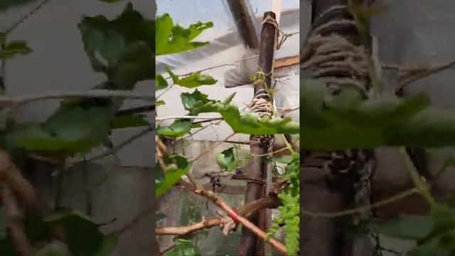 виноград на 26 апреля-поспела клубника-квики. смотреть онлайн