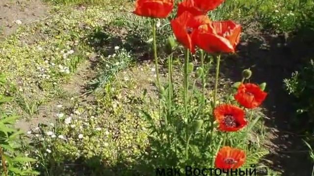 красная книга кубани смотреть онлайн