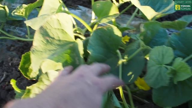 Оцените состояние дыни РАДМИЛА F1на 28 мая 2017 смотреть онлайн