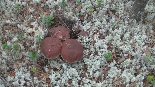 Белые грибы пошли массово! Август смотреть онлайн