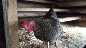 Какую породу кур выбрать? Доминанты или мараны? ???