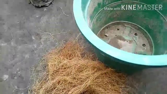 How To Grow Sanchezia / Shrubby White Vein Plant