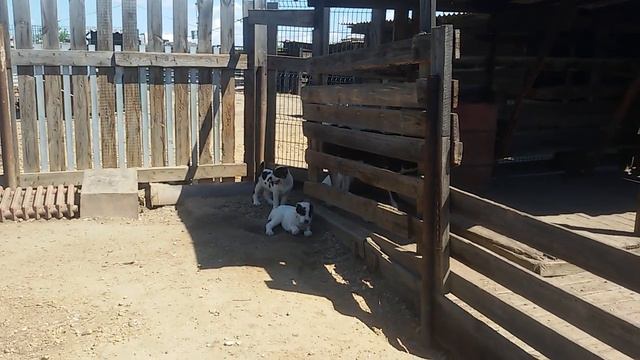 Бугай Алабай. Готовимся ко второй прививке с бешенством. Договорились испытать Улана смотреть онлайн