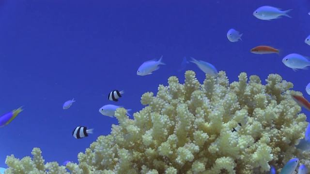 Diving Kwajalein Atoll смотреть онлайн