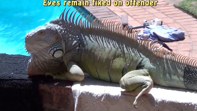 Iguana Behavior -  Friendly Versus Territorial