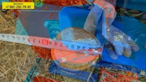 Видеообзор от клиента о щепорезе Draxter «ЩУ-450» c бензиновым двигателем 20 л.с (электростартер)