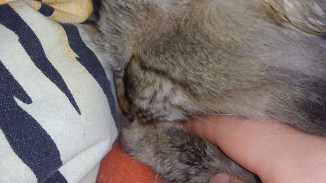 Кошка сосёт лапу смотреть онлайн