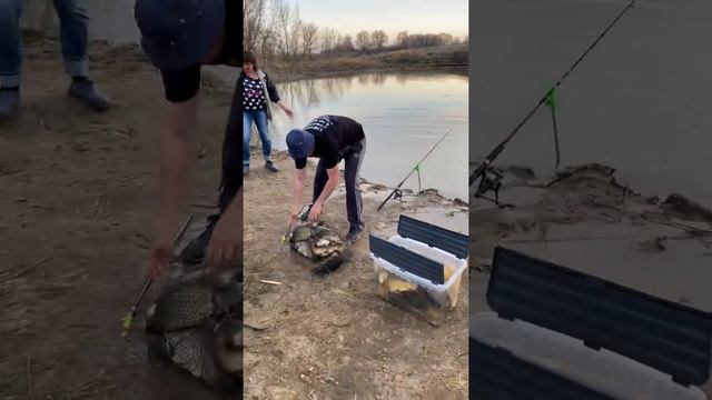 Платная рыбалка, пруд Чёрные камни 16.04.21. Улов рыбака. смотреть онлайн
