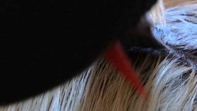 Blondex - QUINOAPLEX R3 Application For Roots