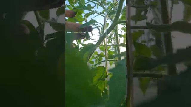 Томат Зеленый кузнечик от #сибирскийсад #томаты #огородники #огород #сибсад_тестирование2022 смотреть онлайн