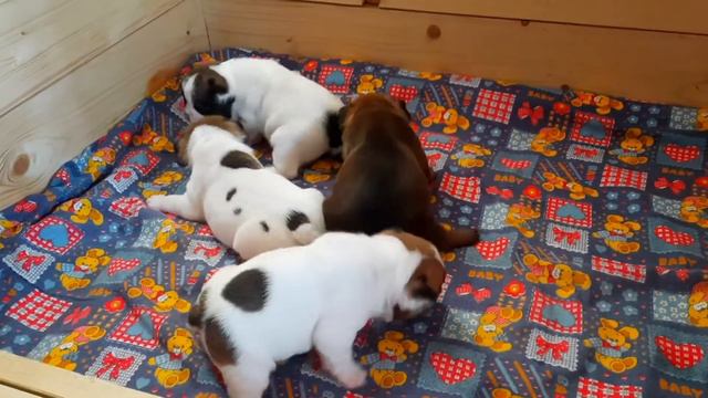 Бульдожки. Растем вместе: нам 3 недели смотреть онлайн