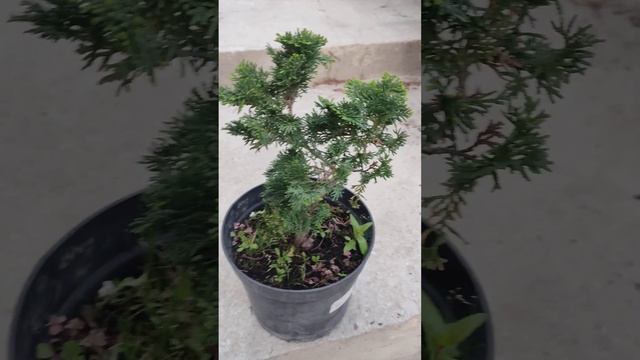 Нана грациас кипарисовик карликовый .посадка и уход. смотреть онлайн