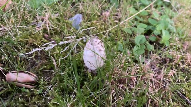 Coprinus comatus (Навозник белый), July 20, 2021 смотреть онлайн