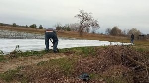 Подготовка клубники к зимовке. Укрываем клубнику на зиму тонким агроволокном. Украина/Эксперимент