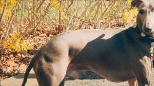 Левретка описание плюсы и минусы породы | Собаководство | Порода собак левретка