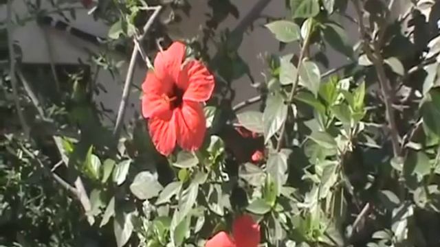 Сватовство в еврейской традиции смотреть онлайн