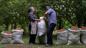 🌰 Сбор Фундука и Приготовление Орехового Масла на Открытом Воздухе