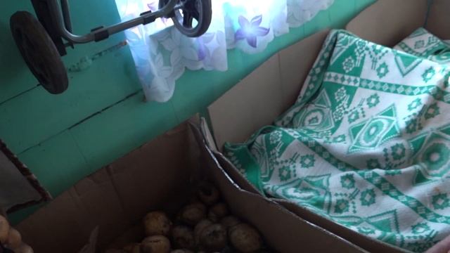 Супер урожай картофеля. Пол тонны с 1,7 сотки. смотреть онлайн