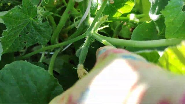 А Вы так защищаете огурцы от солнца? смотреть онлайн