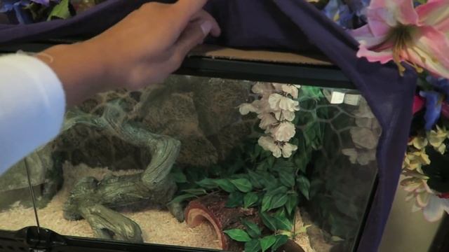 Ball Python Tank Set Up смотреть онлайн