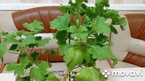 Комнатные цветы/растения. Цветы, которые обязательно должны быть в каждом доме.