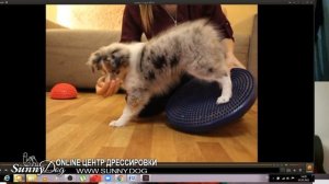 Дрессировка щенка в 2 месяца - как строим обучение Пример одного занятия дрессировки щенка шелти