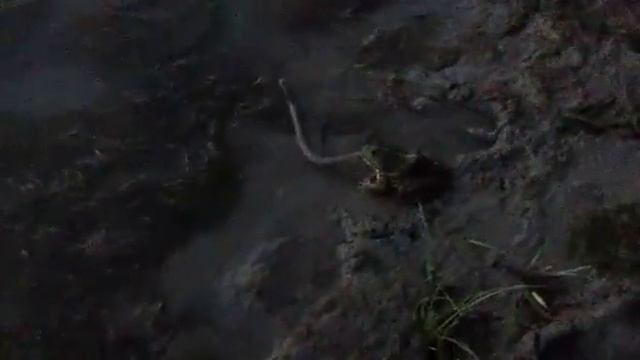 Жаба ест змею. Астрахань смотреть онлайн