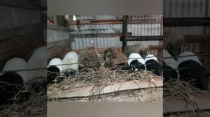 Разведение овец, плюсы и минусы содержания