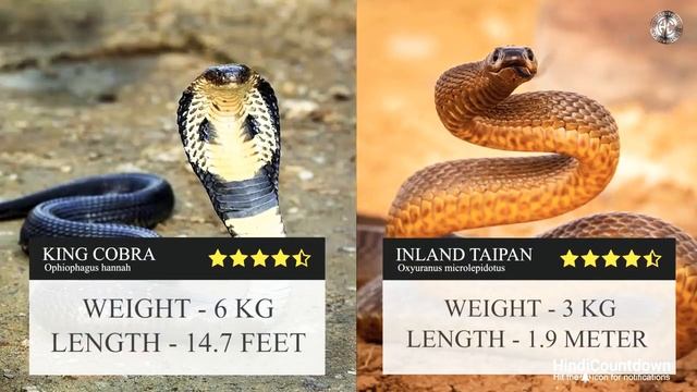 king cobra VS black mamba fight of these most dangerous snakes urf monsters смотреть онлайн