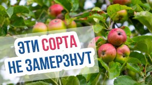 Обзор зимостойких сортов груш, яблонь и слив. Лучшие сорта плодовых культур  для Сибири