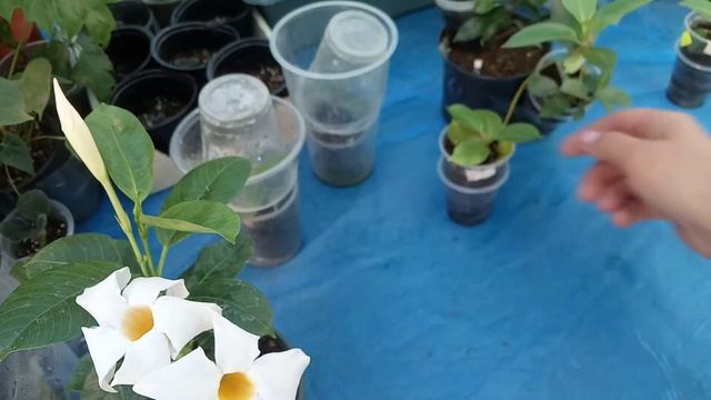 Дипладения смотреть онлайн