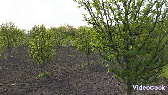 1000076258.mp4Сад зацветает.