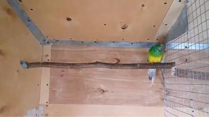 Певчие попугаи ч3.Разведение,выкармливание птенцов!