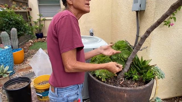 Succulents and Bougainvillea all in One Pot смотреть онлайн