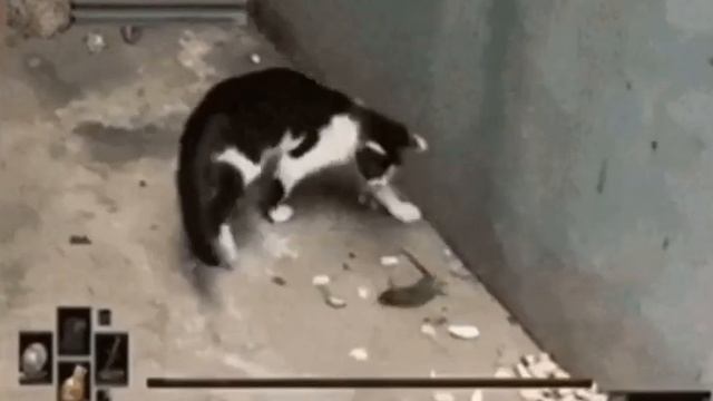 Dark souls cat meme смотреть онлайн