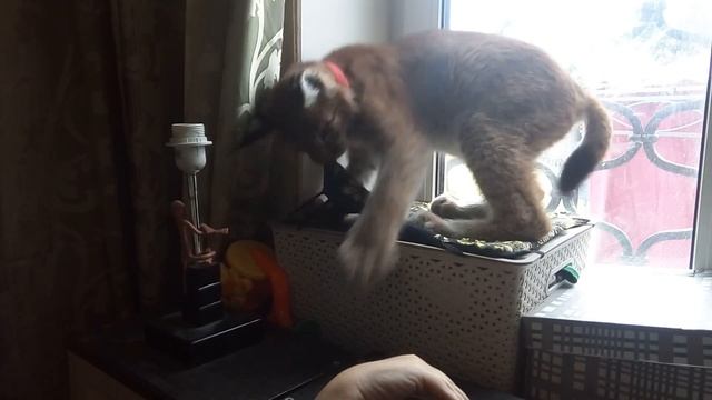 Лапа бой (восточно сибирская рысь Василиса) смотреть онлайн