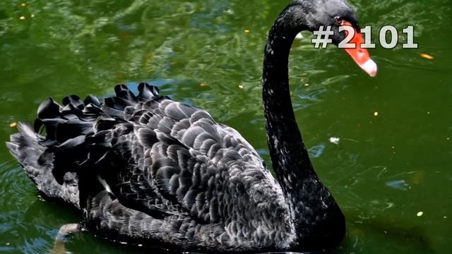 #2101. Лебеди (В мире животных) смотреть онлайн