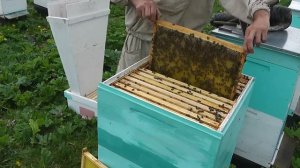 заселяю мининуклеусы на неплодную матку