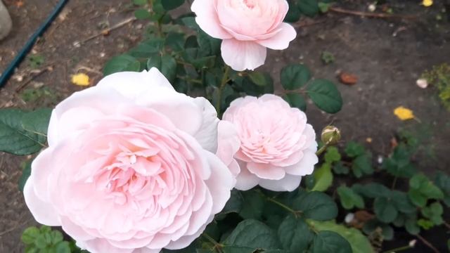 Нежная роза Куин Элизабет смотреть онлайн