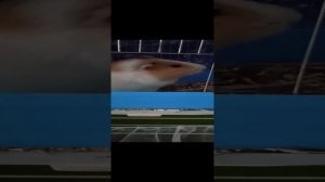 коротко о моих морских свинках