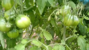 ? Томат - сорт красный трюфель?