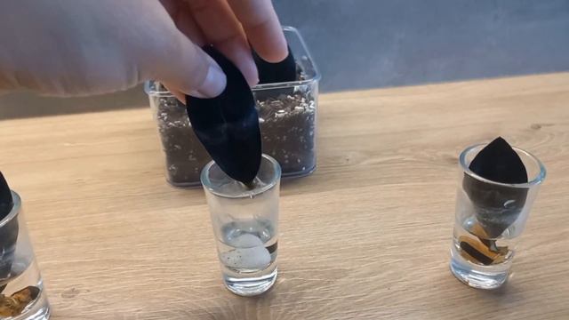 РАЗМНОЖЕНИЕ ЛИСТОМ 100% способ укоренения. Замиокулькас Равен. смотреть онлайн