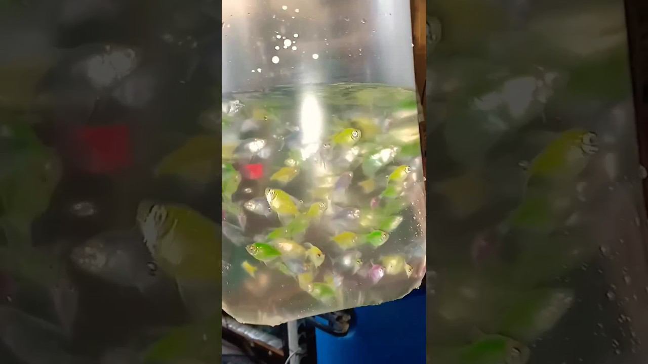 Продал последних тернеций гло #аквариумныерыбки #aquarium #аквариум #тернеция #shorts #short смотреть онлайн
