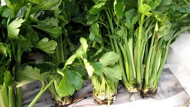 Уборка черешкового СЕЛЬДЕРЕЯ / Хранение/Переработка на зиму/ 9 октября 2018 смотреть онлайн