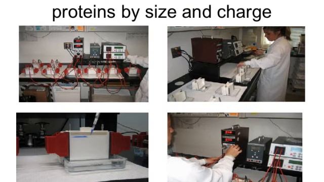 Western Blot Cent for web смотреть онлайн