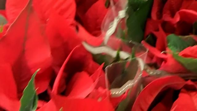 Poinsettia, Euphorbia pulcherrima смотреть онлайн