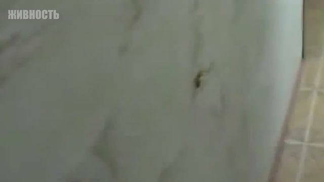 Смотрите! Это Самый Опасный Паук Казахстана! смотреть онлайн